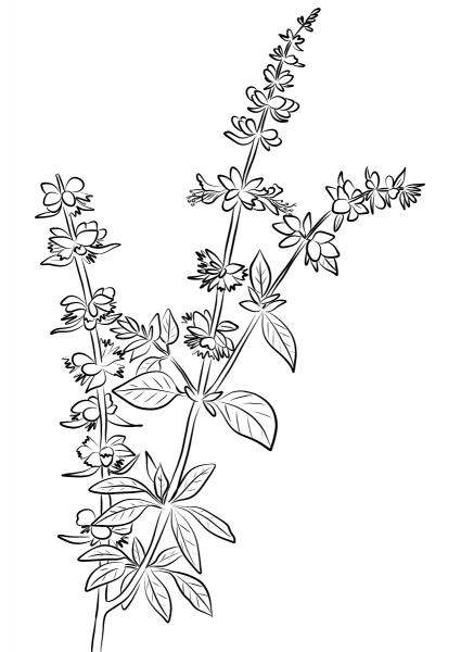 Basil Herb coloring page image