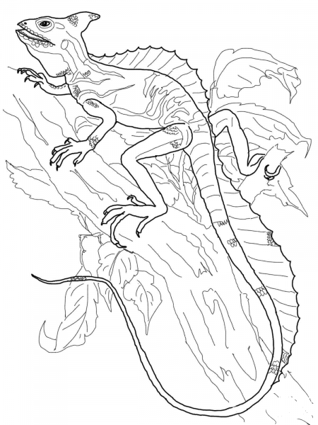 Basilisk Lizard coloring page image