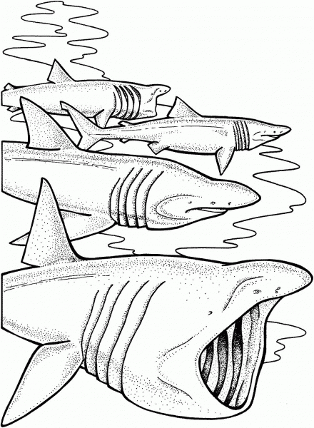 Basking Sharks coloring page image