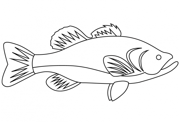 Bass Fish coloring page image
