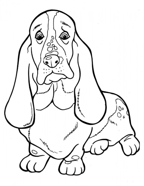 Basset Hound  coloring page image