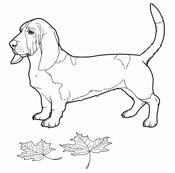 Basset Hound  coloring page image