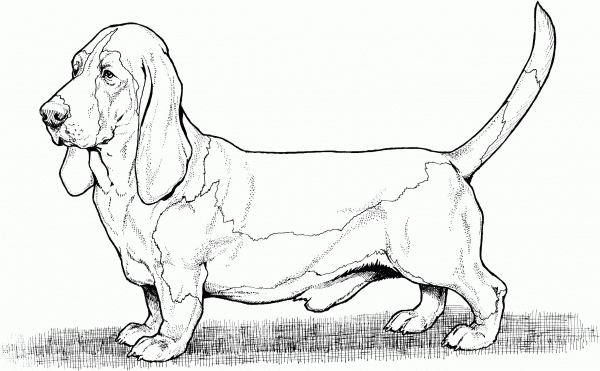 Bassett Hound Dog coloring page image