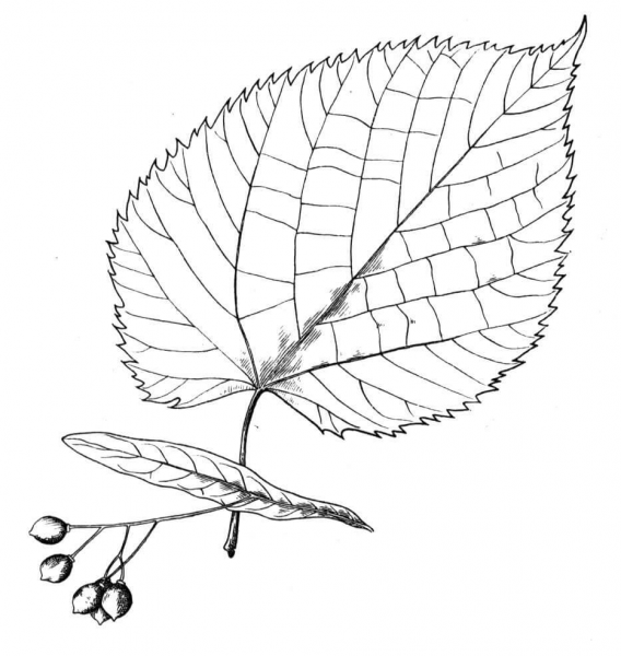 Basswood  coloring page image