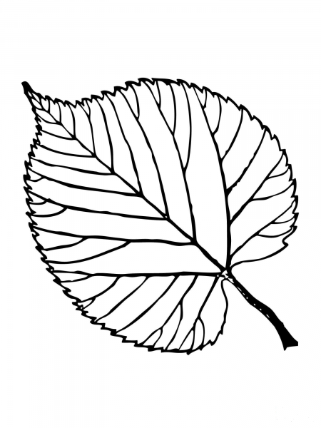 Basswood Leaf coloring page image