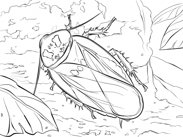 Bat Cave Cockroach coloring page image