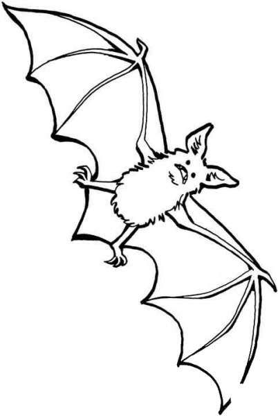 Bat coloring page image