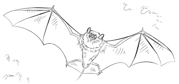 Bat coloring page image