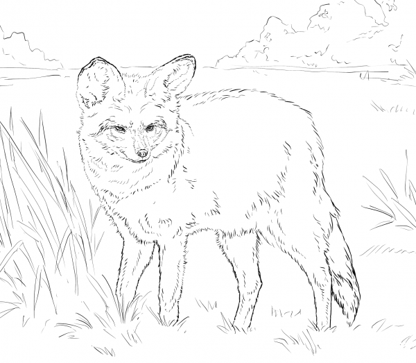 Bat-eared Fox coloring page image