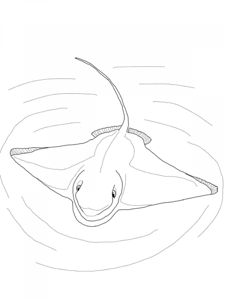 Bat Ray coloring page image