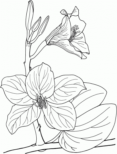 Bauhinia Tropical Orchid Tree coloring page image