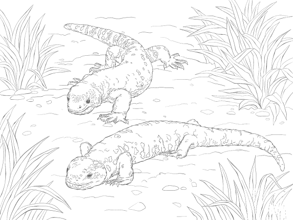Beaded Lizard And Gila Monster coloring page image