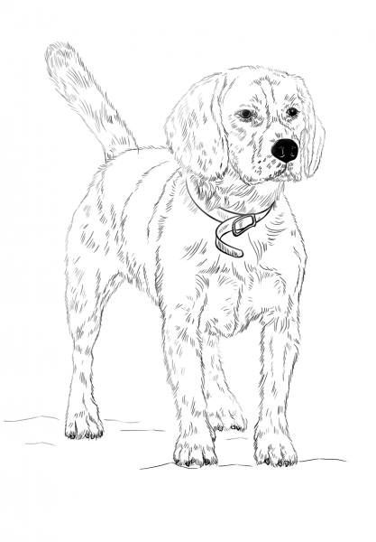 Beagle coloring page image