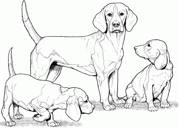 Beagle with Puppies coloring page image