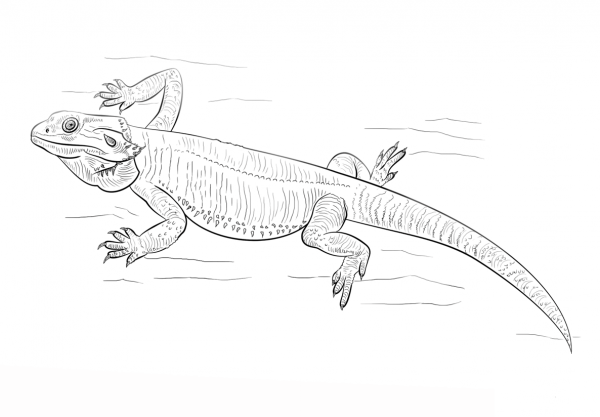 Bearded Dragon coloring page image