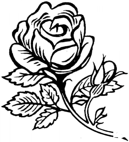 Beautiful big rose coloring page image