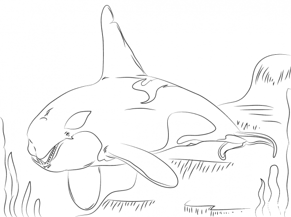 Beautiful Killer Whale  coloring page image
