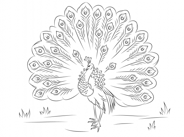 Beautiful Peacock coloring page image