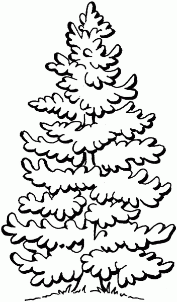 Beautiful Pine Tree  coloring page image