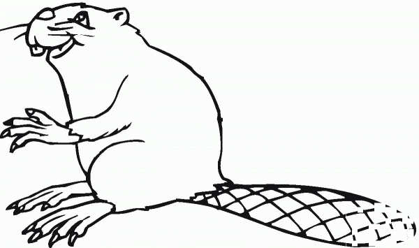 Beaver 12 coloring page image