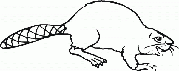 Beaver 13 coloring page image