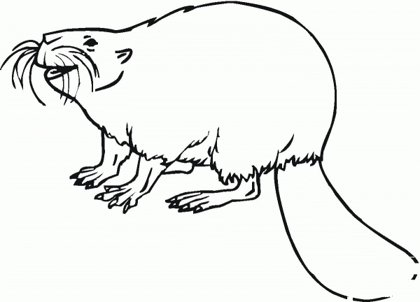Beaver 14 coloring page image