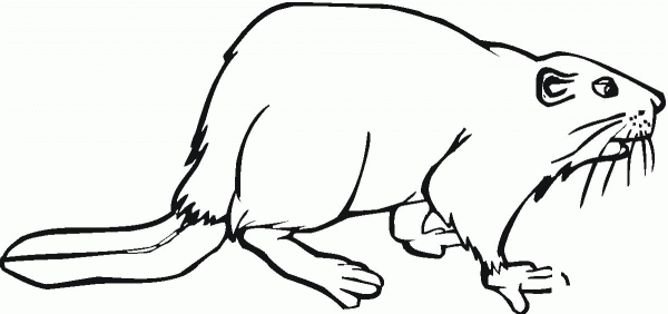 Beaver 2 coloring page image