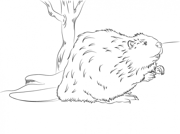 Beaver coloring page image