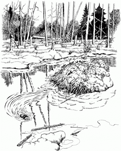 Beaver Dam in Voyageurs National Park coloring page image