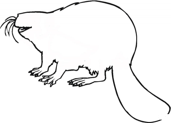 Beaver Outline  coloring page image