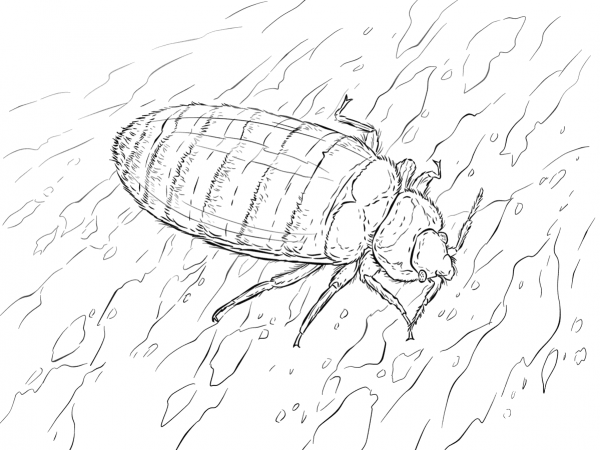 Bed Bug coloring page image