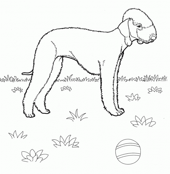Bedlington Terrier  coloring page image
