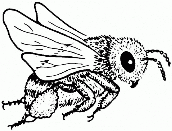 Bee coloring page image