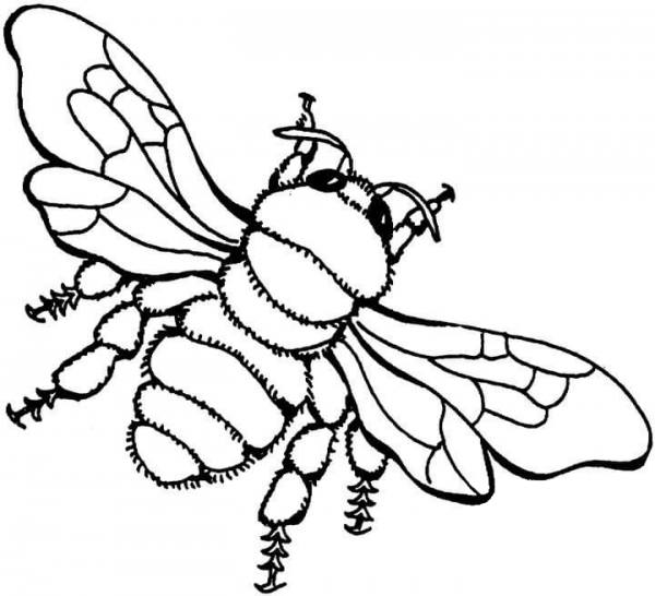 Bee coloring page image