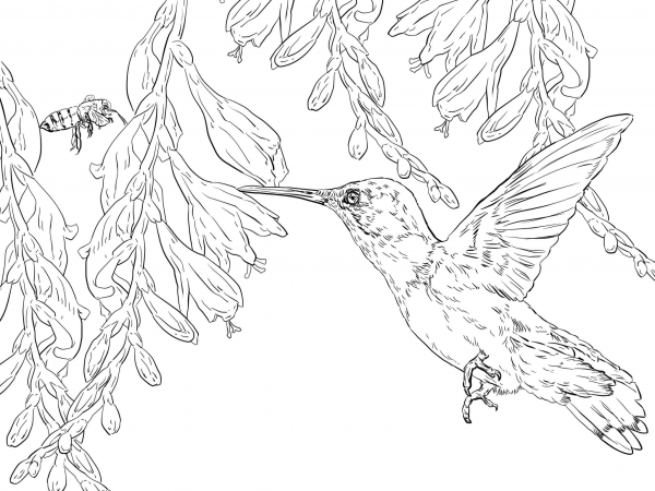 Bee Hummingbird coloring page image