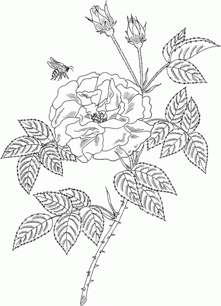 Bee on Rosa Mundi Rose coloring page image
