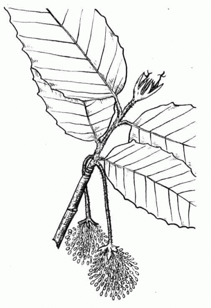 Beech Flowering Branchlet coloring page image