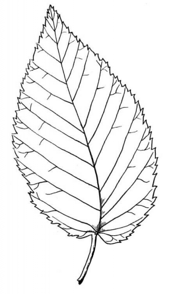 Beech Leaf coloring page image