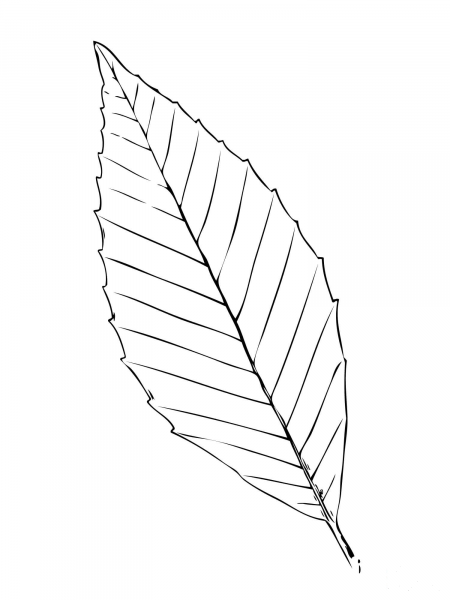 Beech Tree Leaf coloring page image
