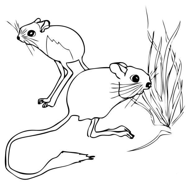 Two Jerboas coloring page image