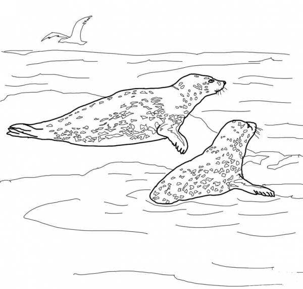 Two Leopard Seals coloring page image