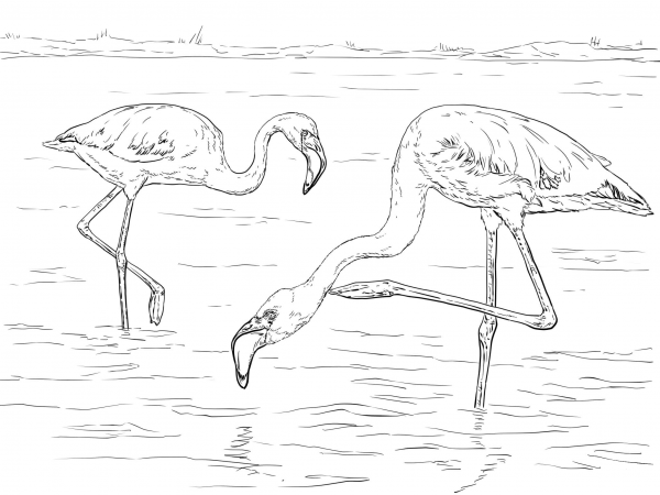 Two Lesser Flamingos coloring page image