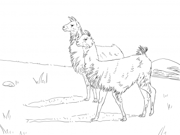 Two Llamas coloring page image