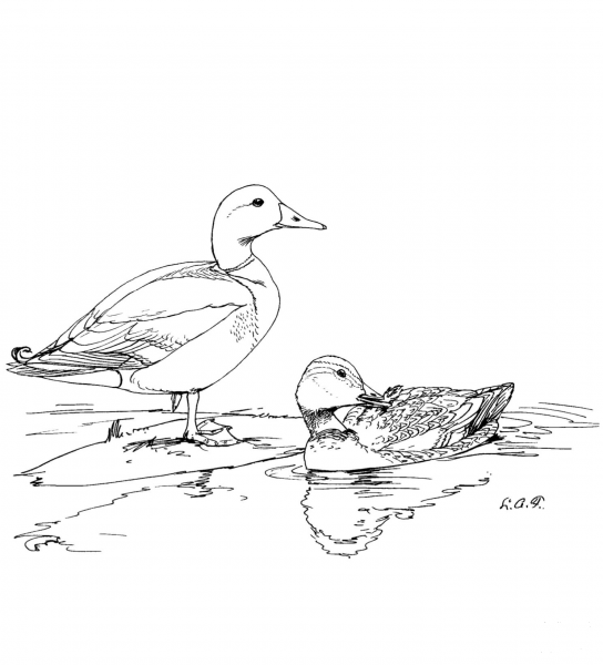 Two Mallard Ducks coloring page image
