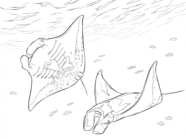 Two Manta Rays coloring page image