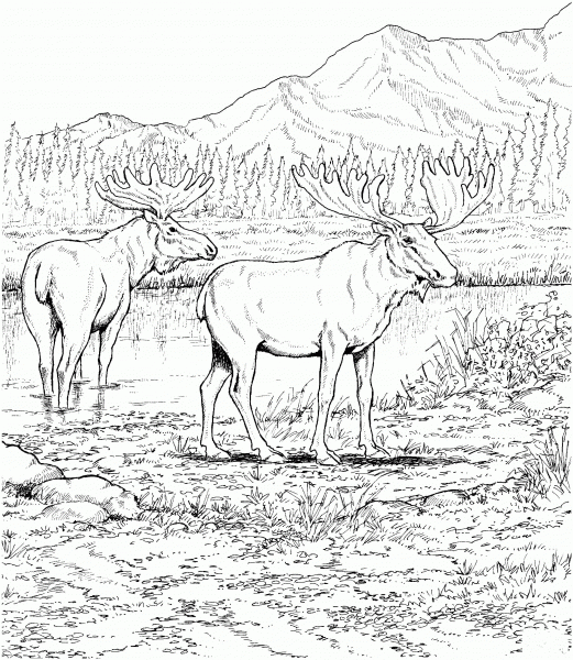 Two Moose Deers coloring page image