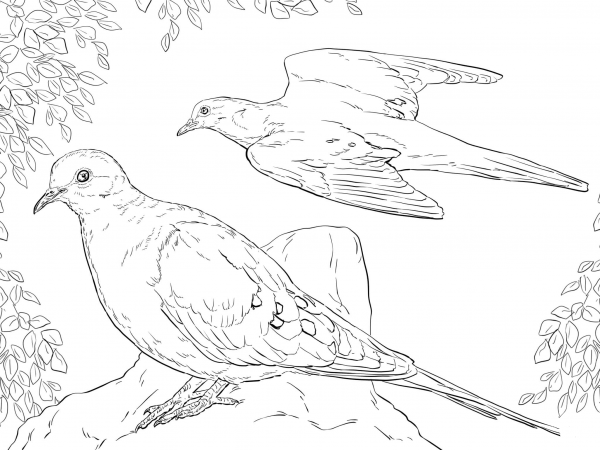 Two Mourning Doves coloring page image