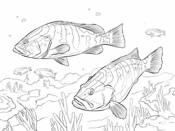 Two Nassau Groupers coloring page image