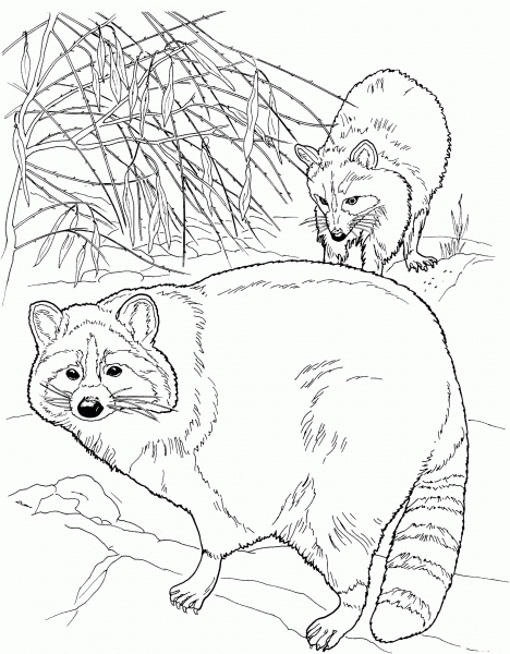 Two North American Raccoons coloring page image