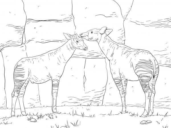 Two Okapis coloring page image